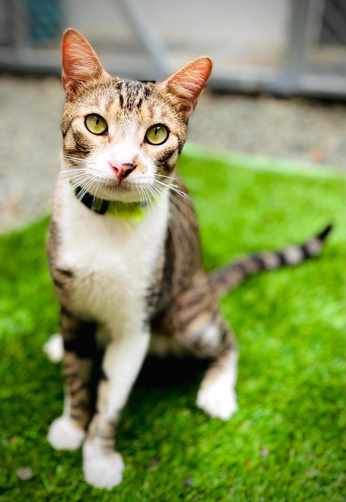 Pretty tabby with white chest