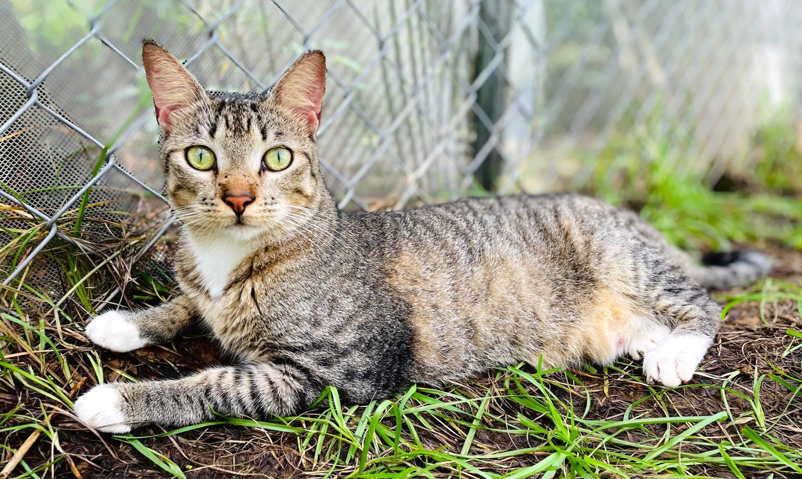 Mietzi, a grey tabby with green eyes looking at the camera