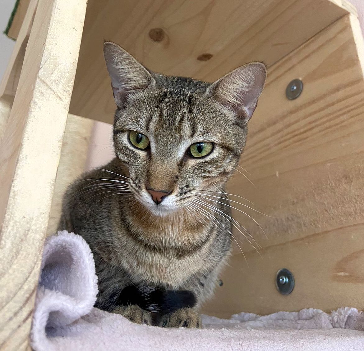 Beautiful grey tabby