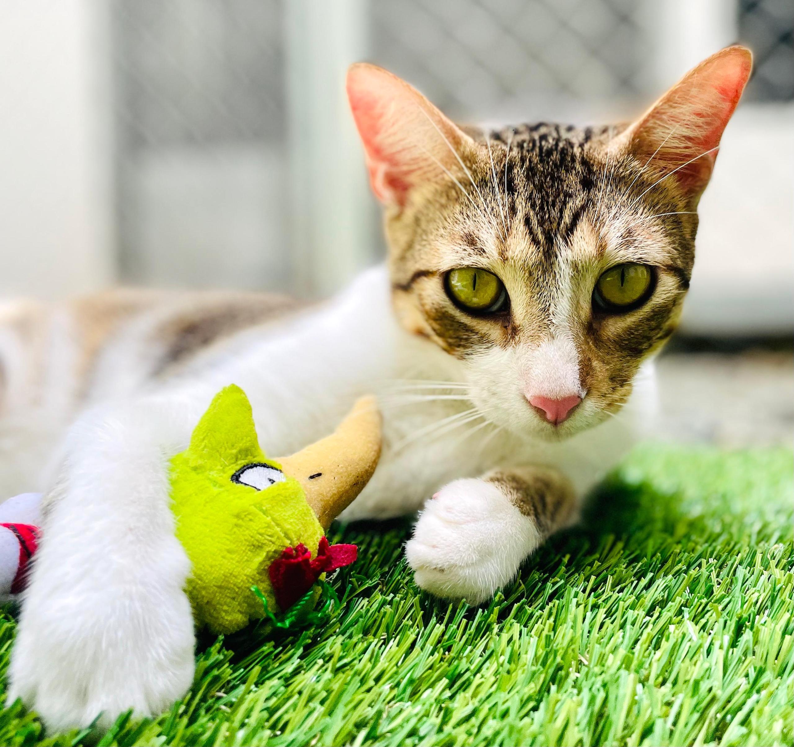 Tabby cat holding a chartreuse toy