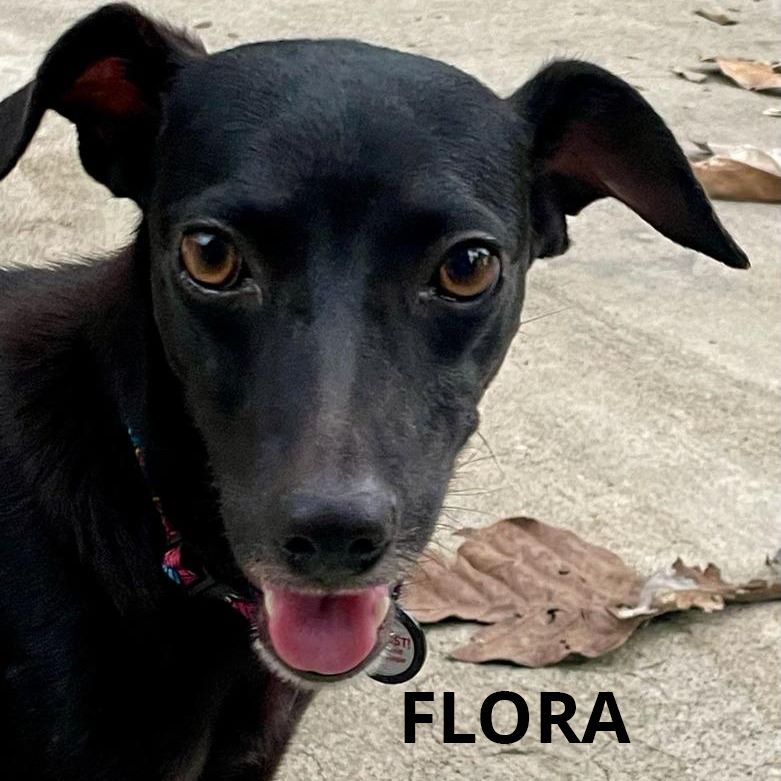 Flora