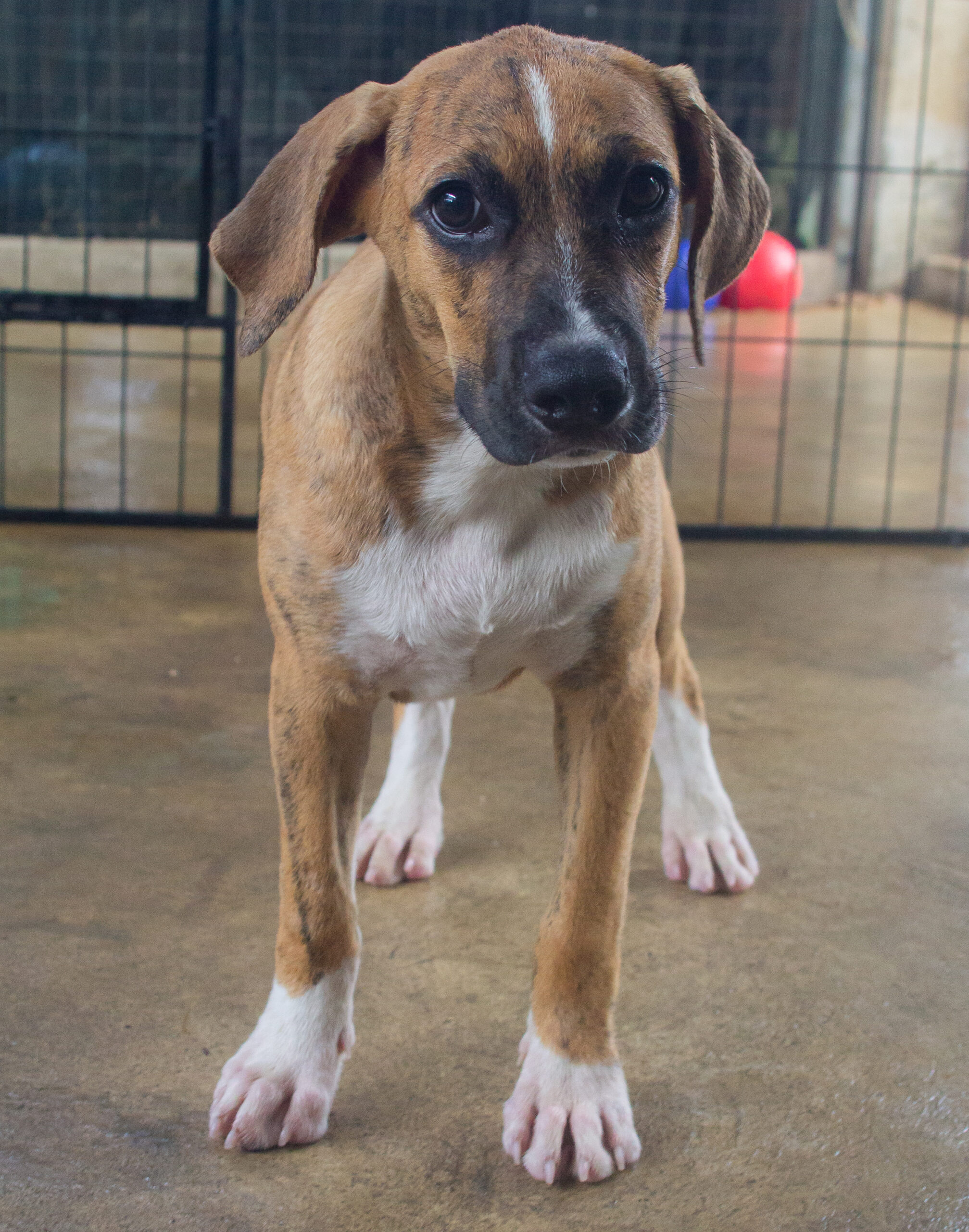 Piper - a brown dog with a white stripe down her face.