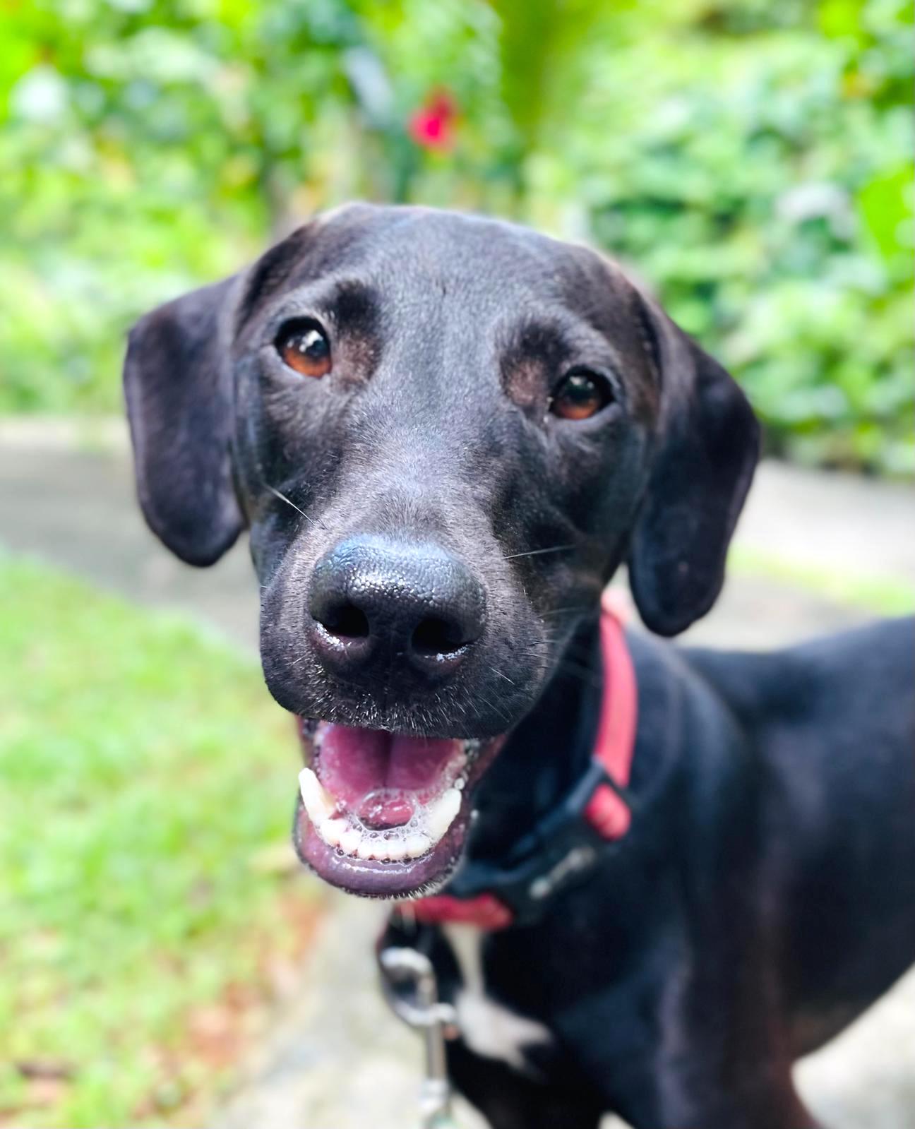 Black dog smiling at the camera