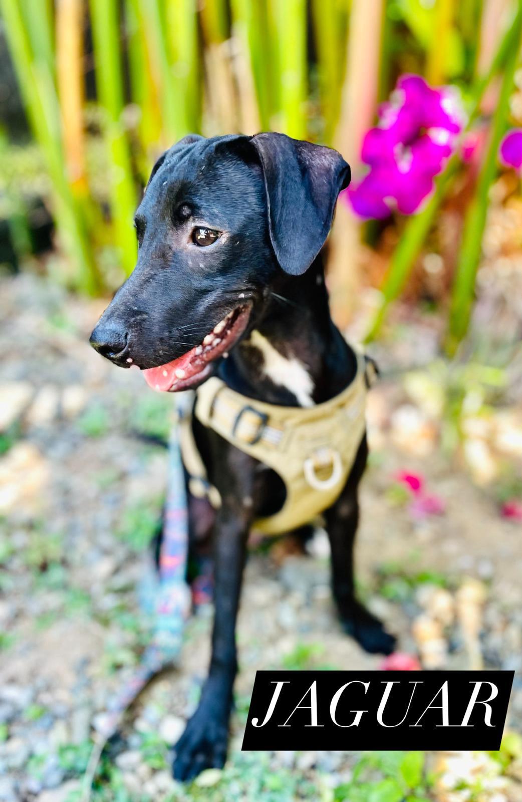 Cute black puppy in a yellow vest.