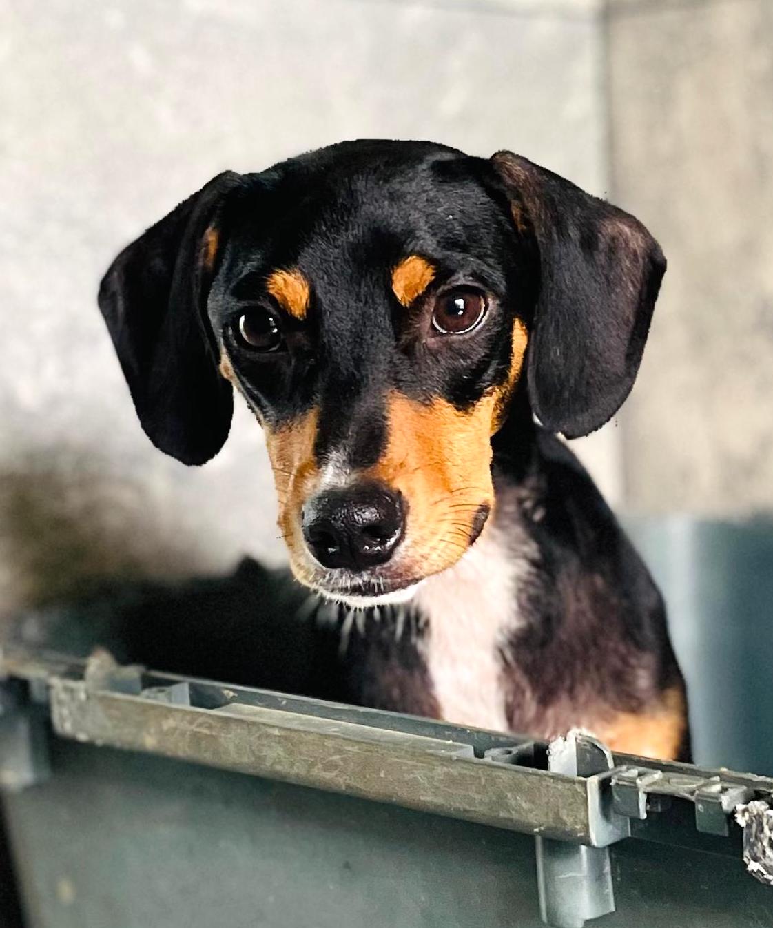 Adorable black, tan, and white puppy.