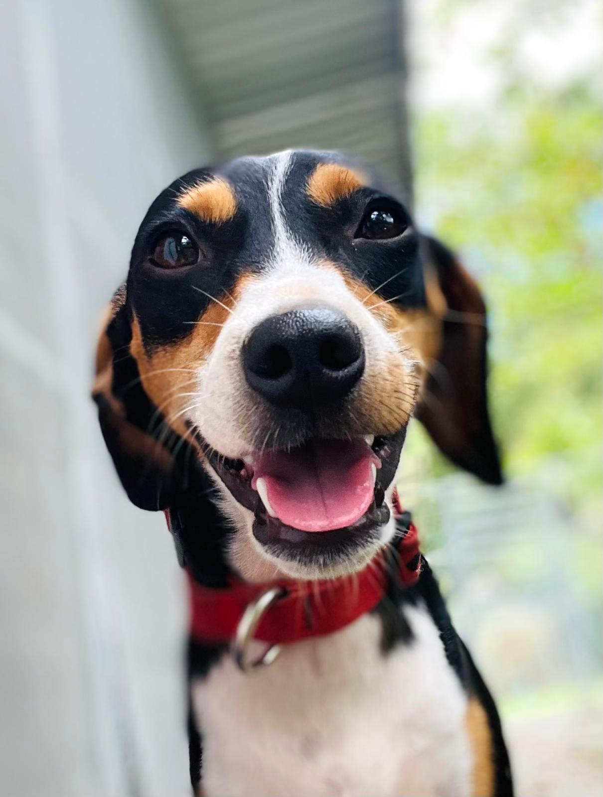 Black, tan, and white smiling dog.