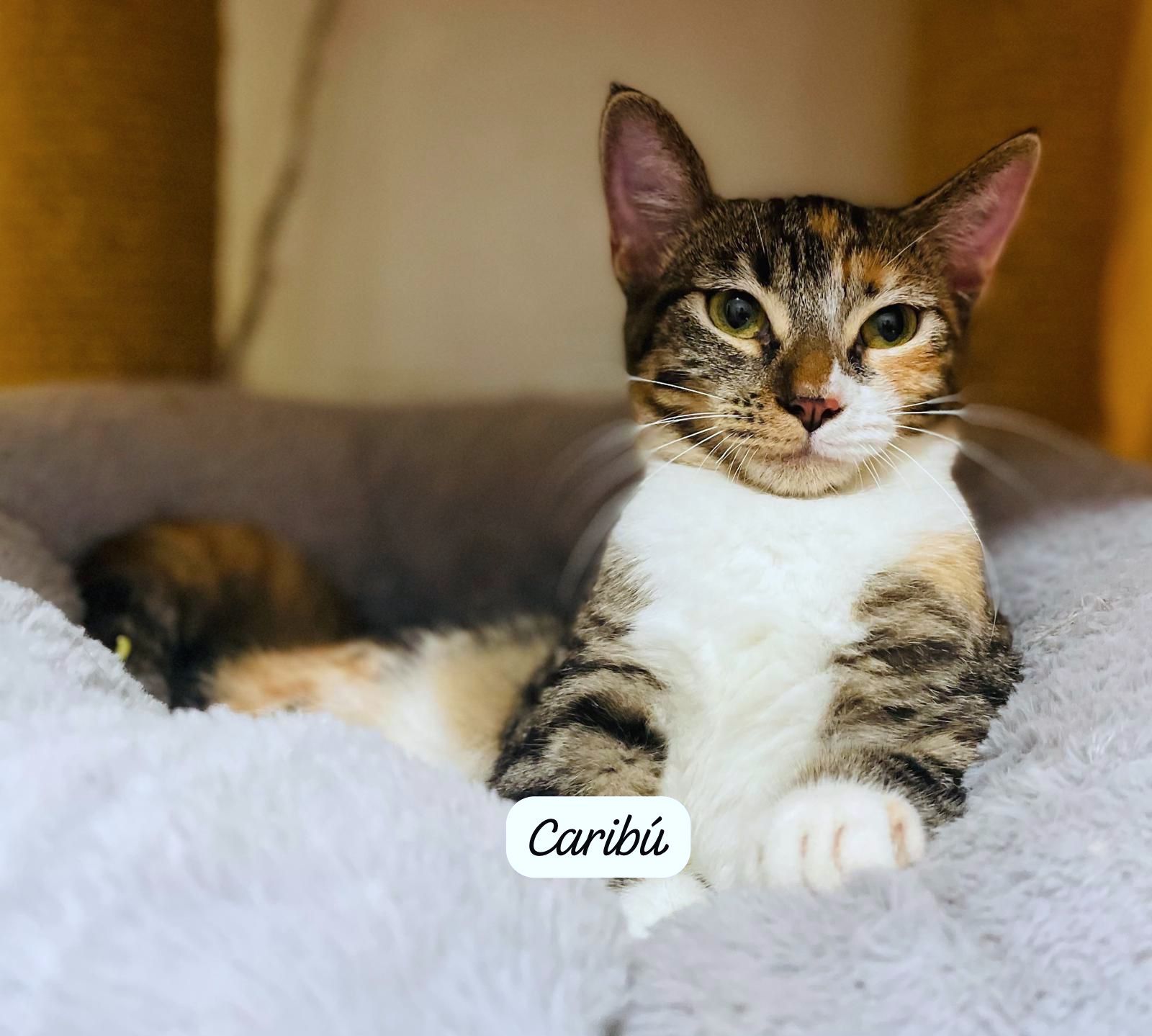 Beautiful tri-colored tabby cat