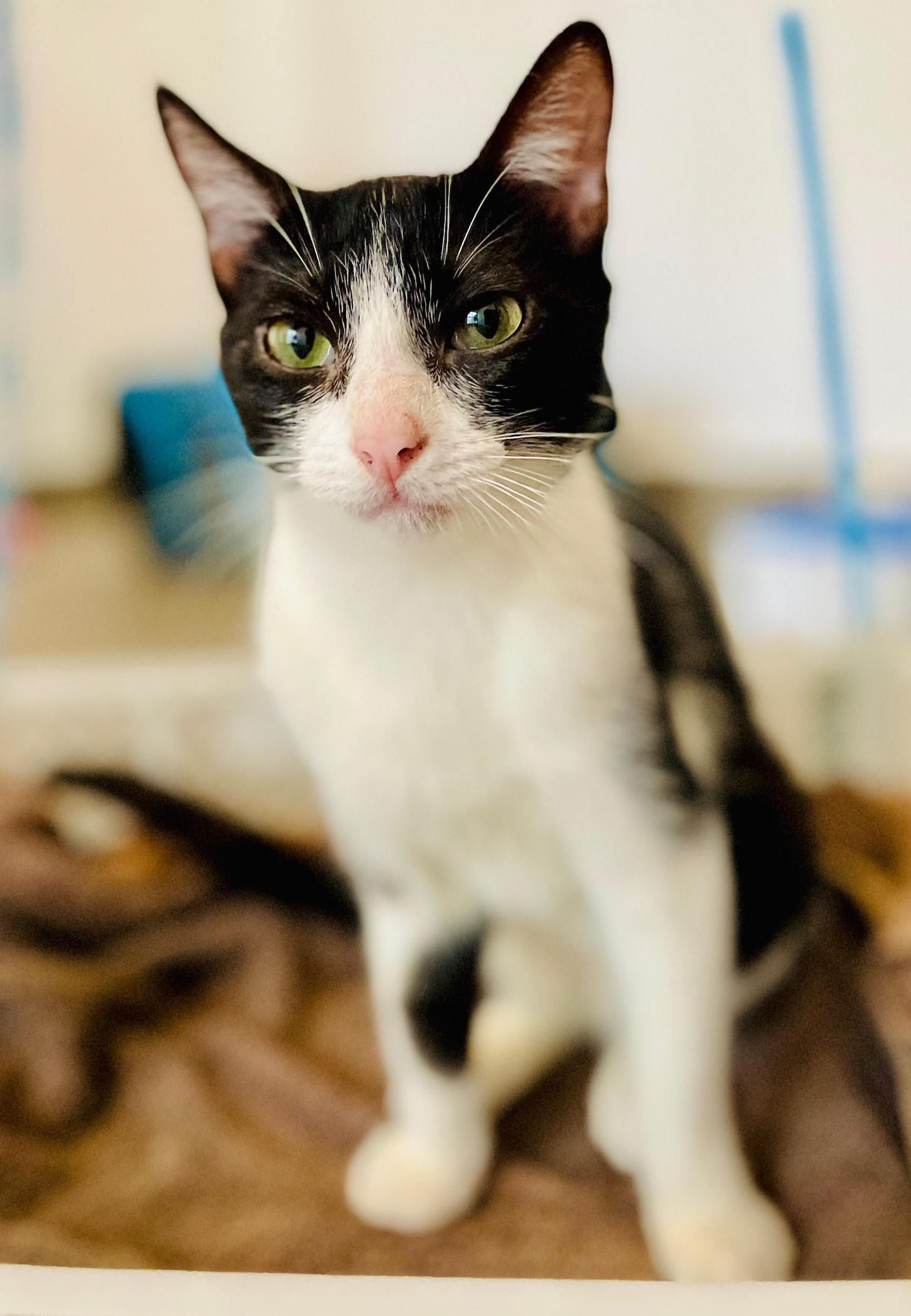 Beautiful tuxedo boy