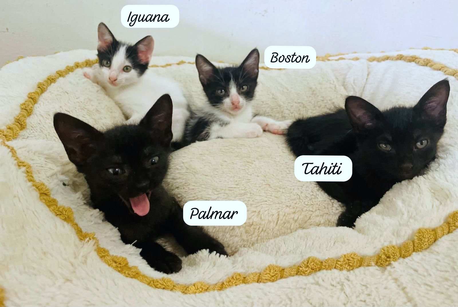 Four kittens