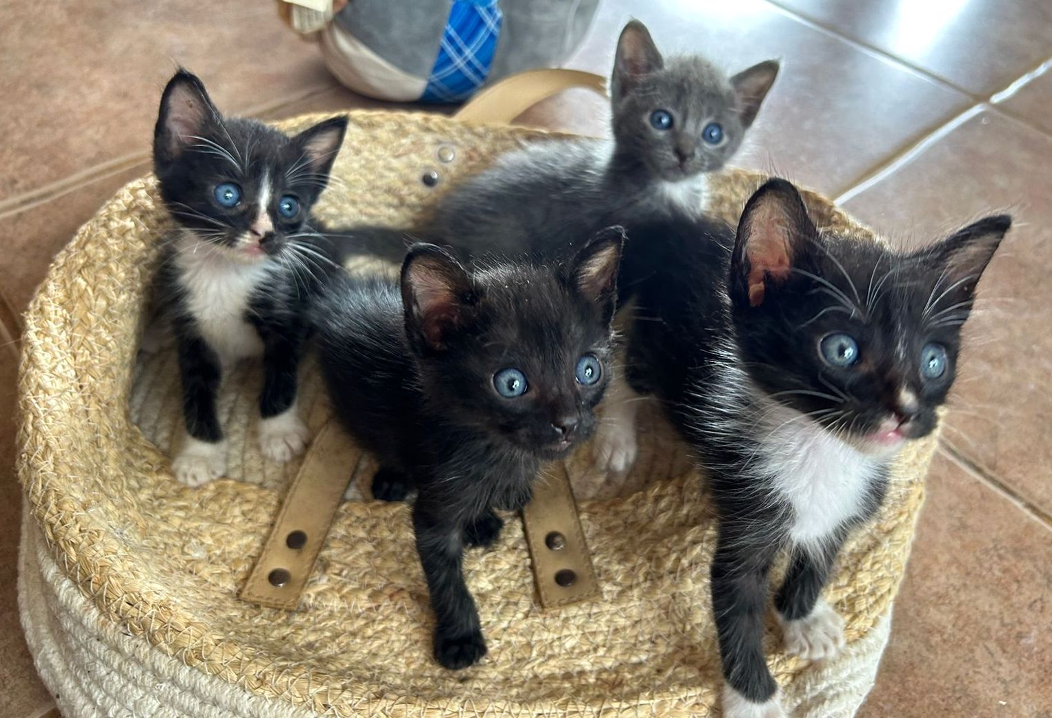 Four blue-eyed kittens