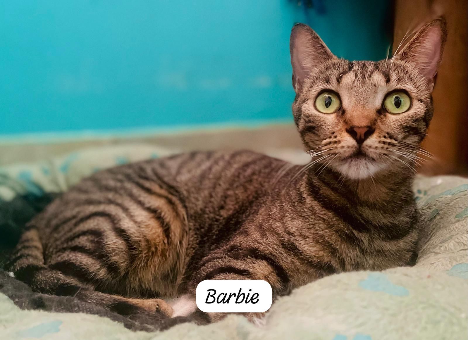 Beautiful tabby with gorgeous green eyes