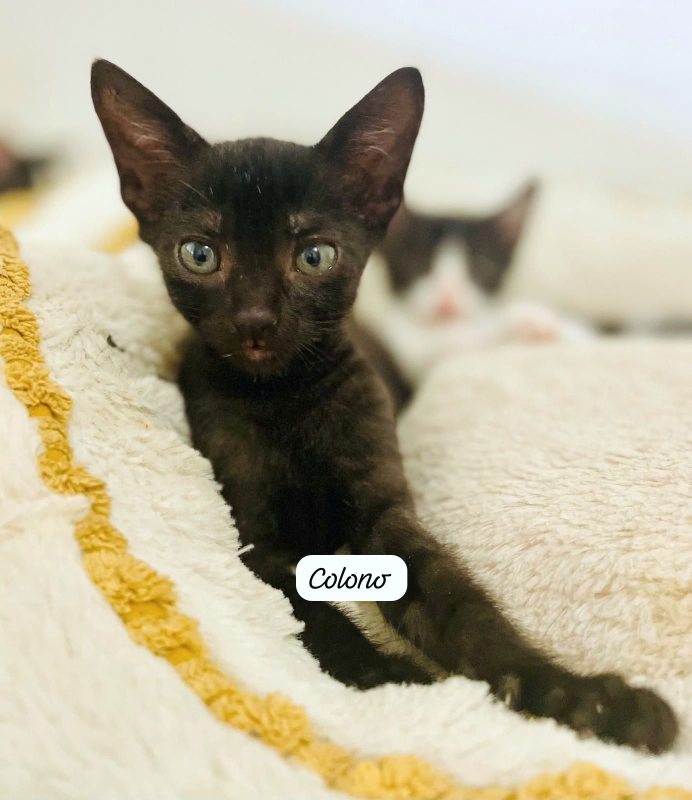 Black kitten with green eyes