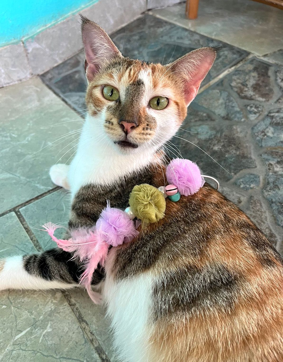 Sweet tabby with pretty toys