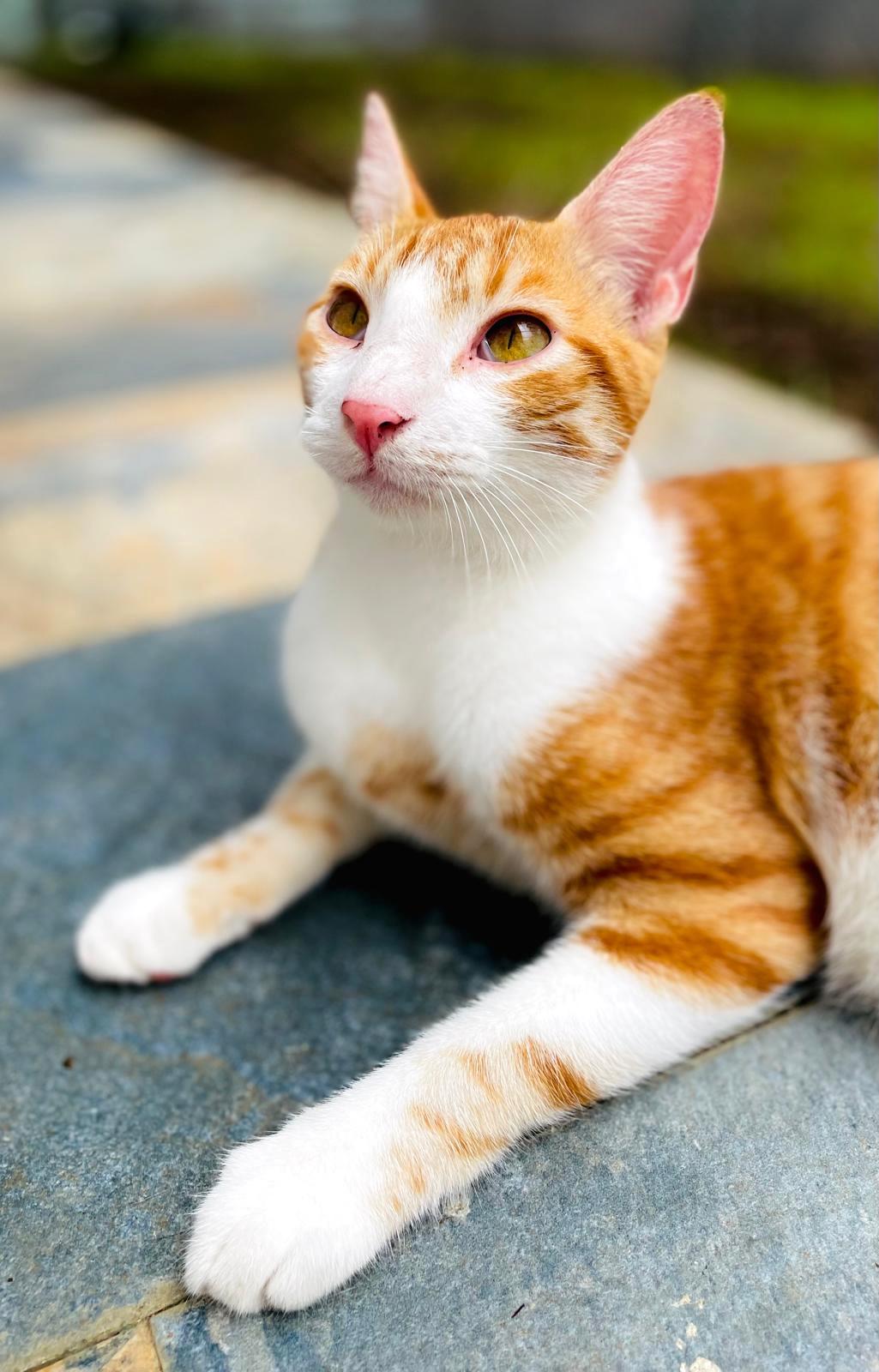 Orange tabby with orange eyes