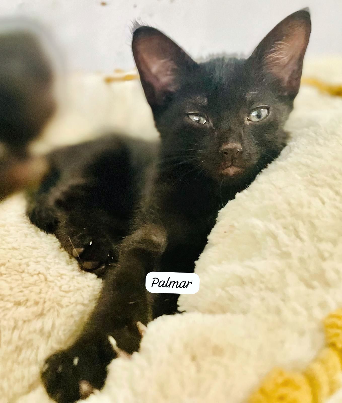 Pretty black kitten with green eyes