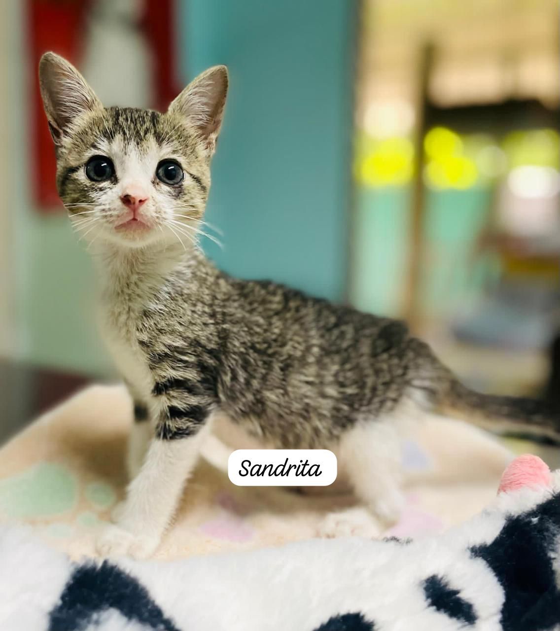 Tiny grey and white and tabby