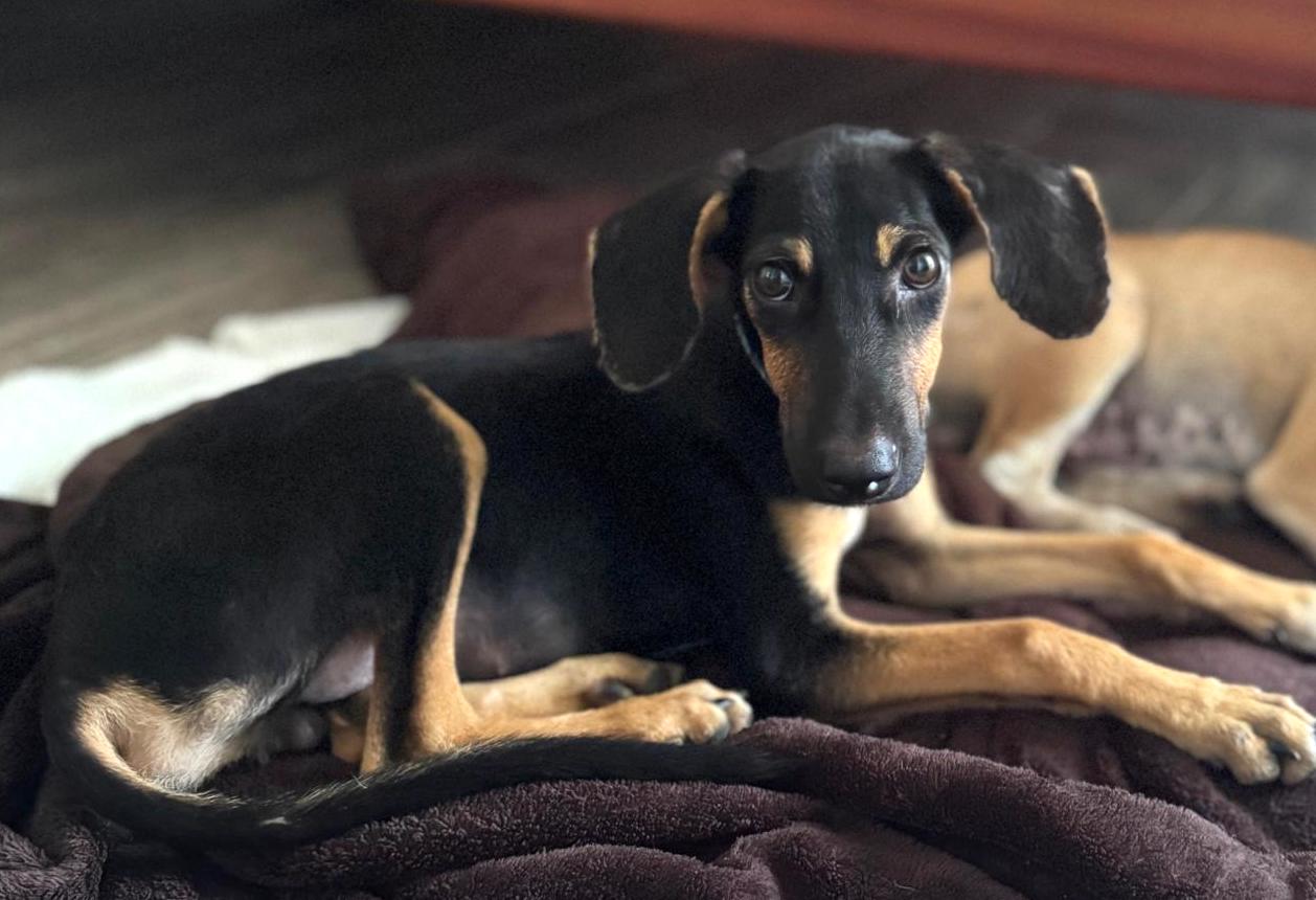 Dobby, an adorable black puppy with brown accents.