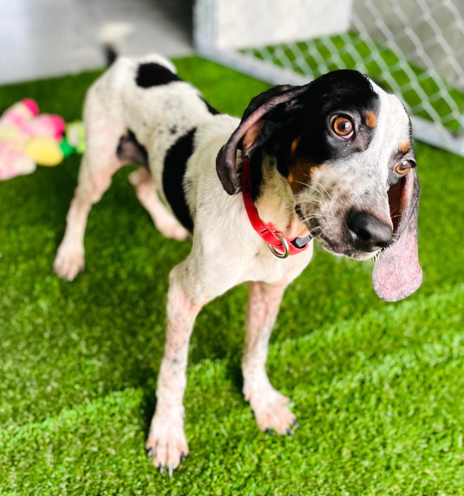 Adorable black and white hound