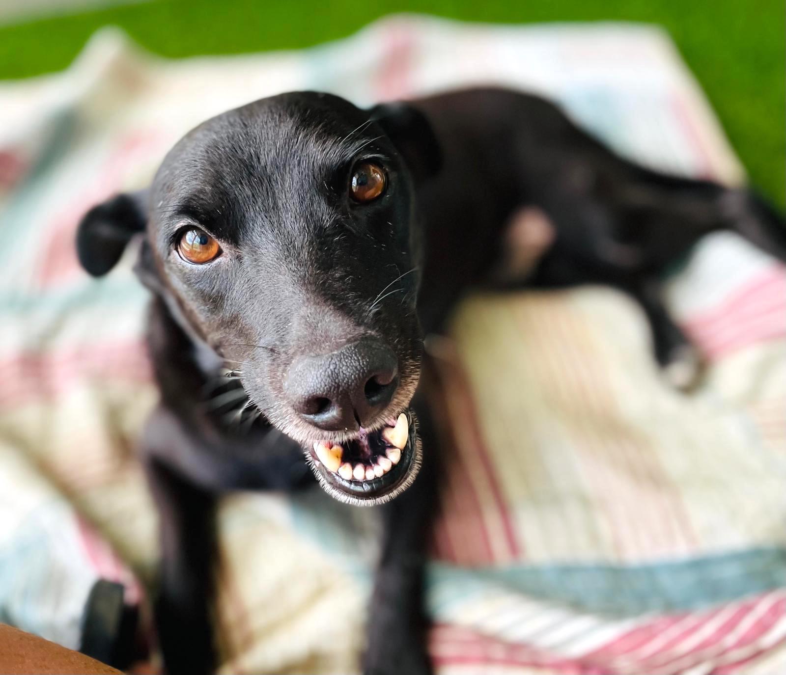 Sweet smiley Skip