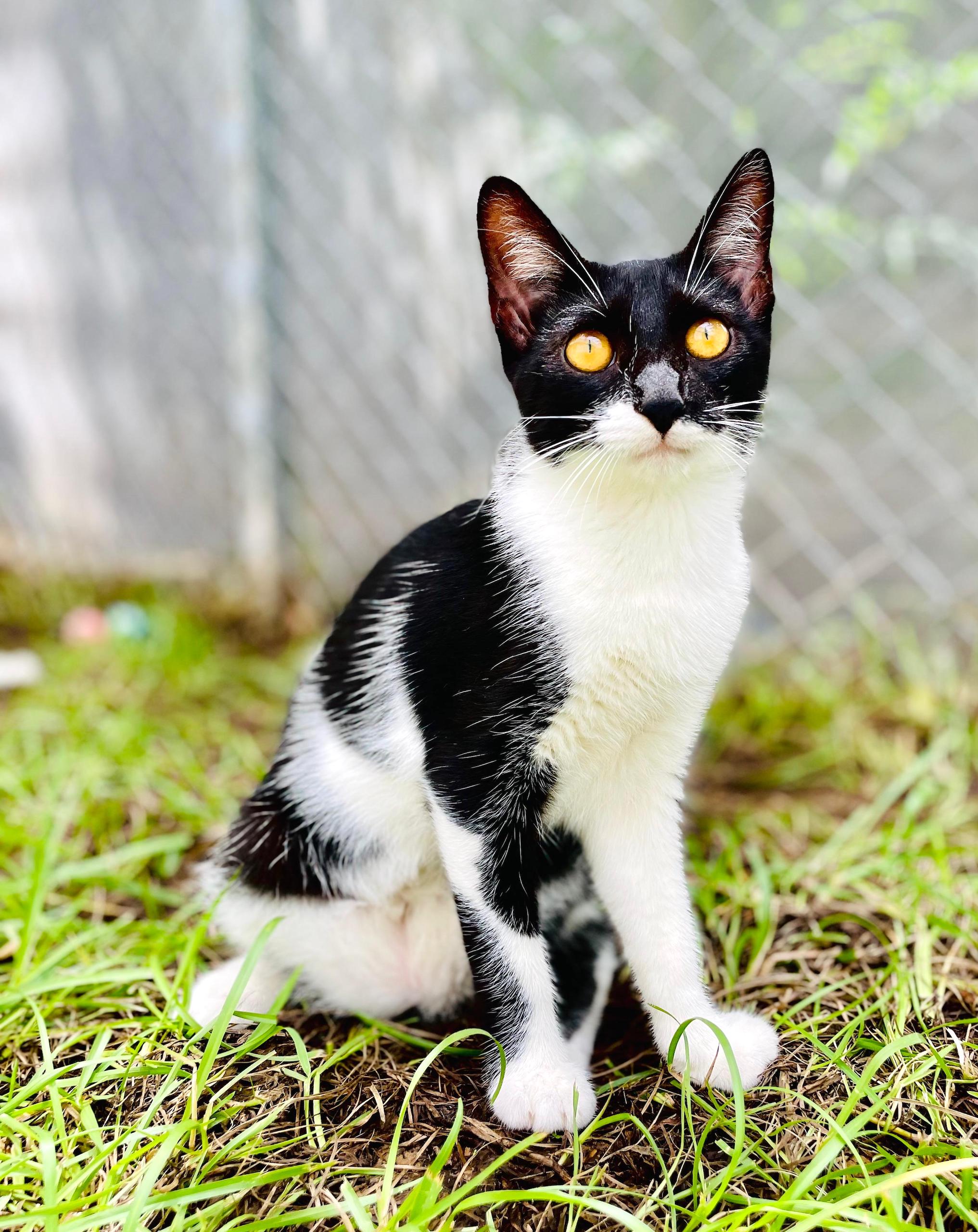 Black and white tuxedo