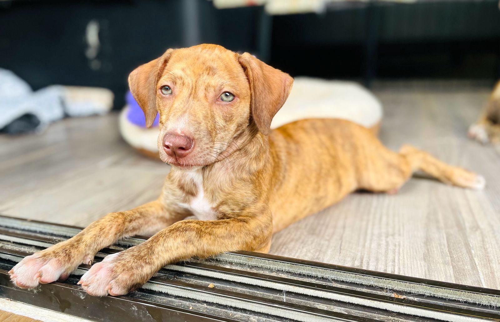 Beautiful tan and brown brindle striped puppy.