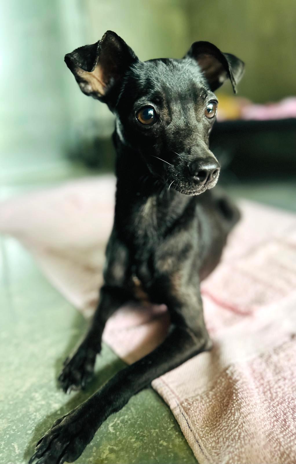 Black dog with dark eyes.