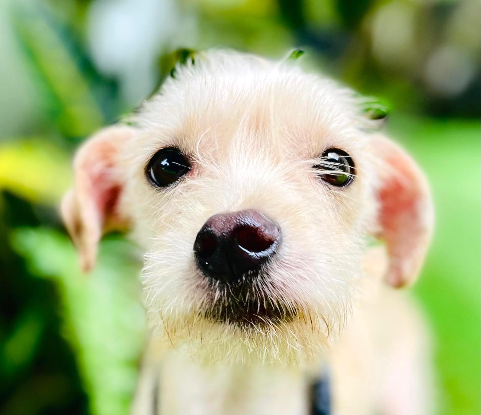 Small blonde fluffy dog