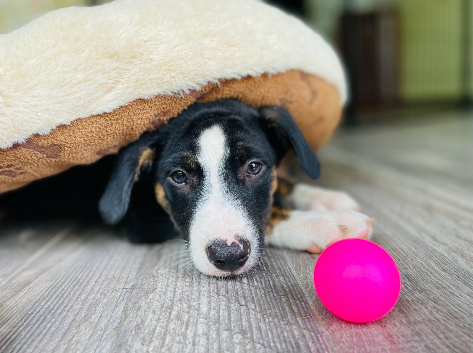 Black puppy with white face and a black heart for a nose.