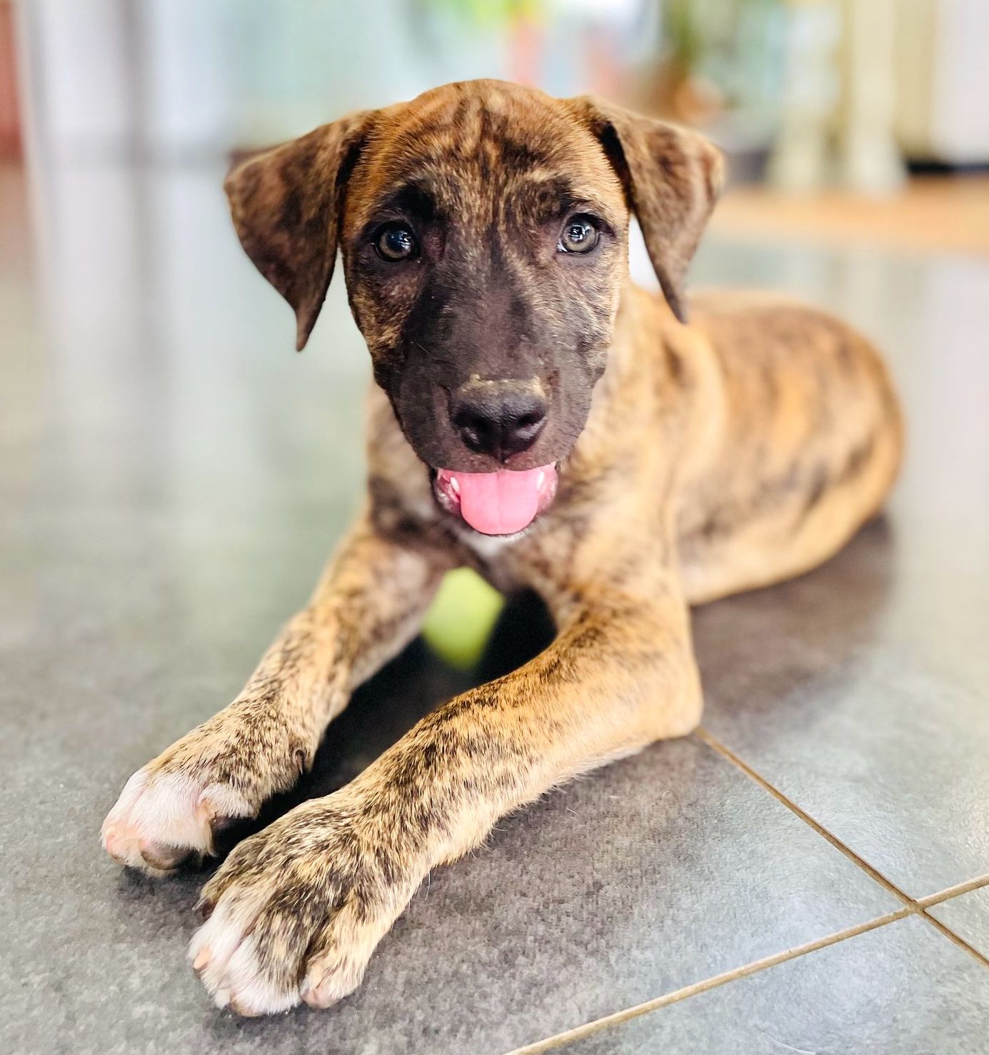 Brown and gold brindle puppy.