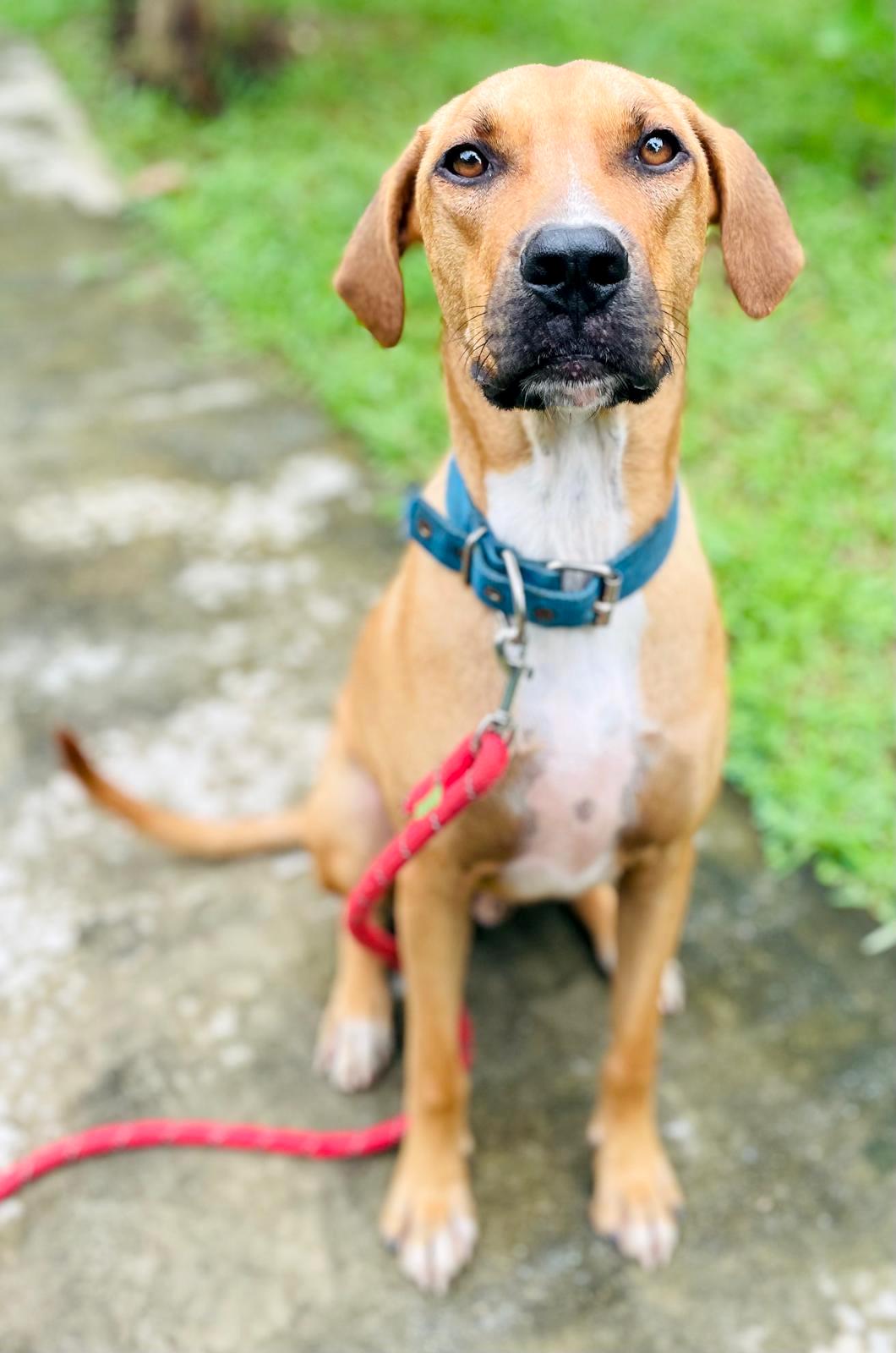 Tan dog with white chest