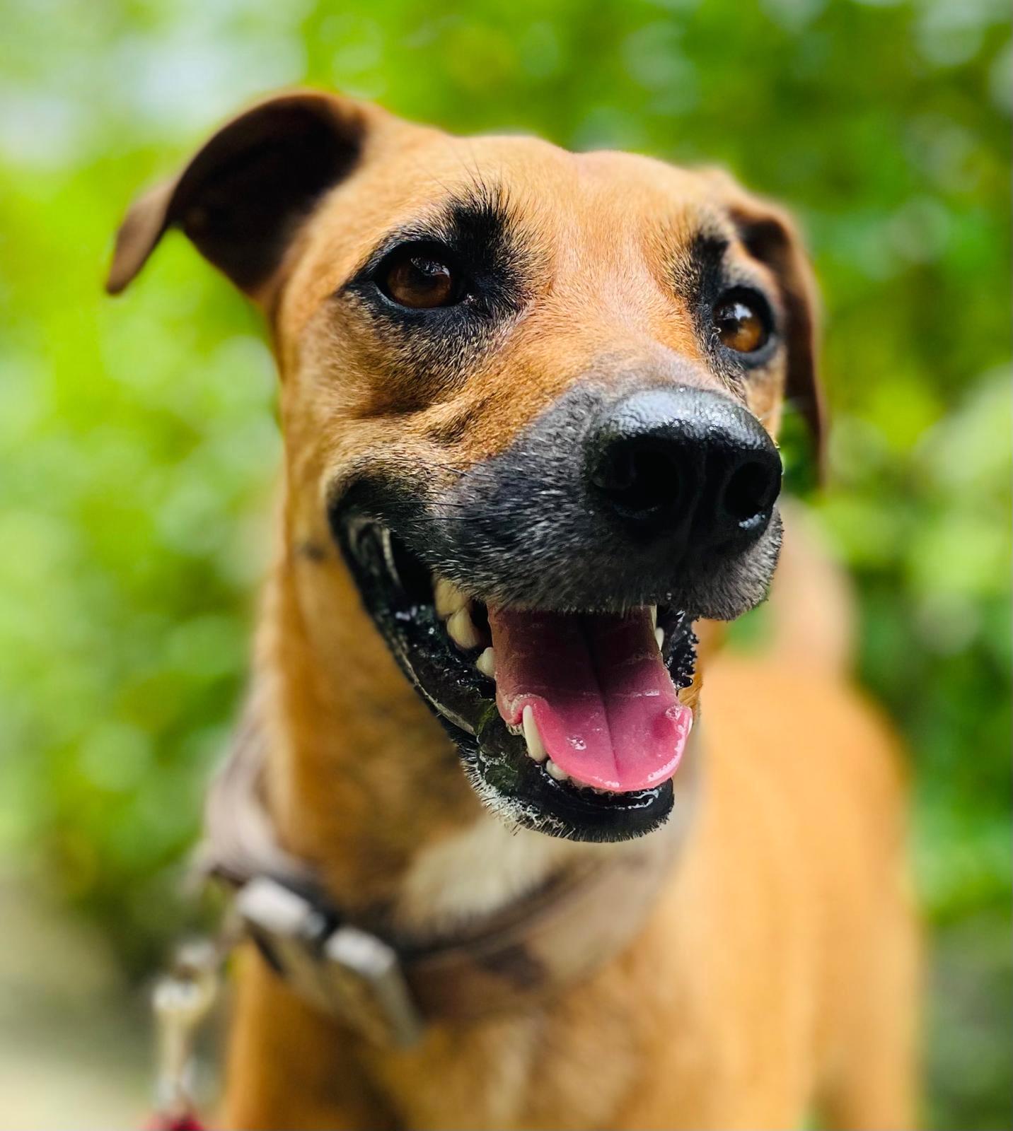 Pretty tan and black dog with a smile on her face.