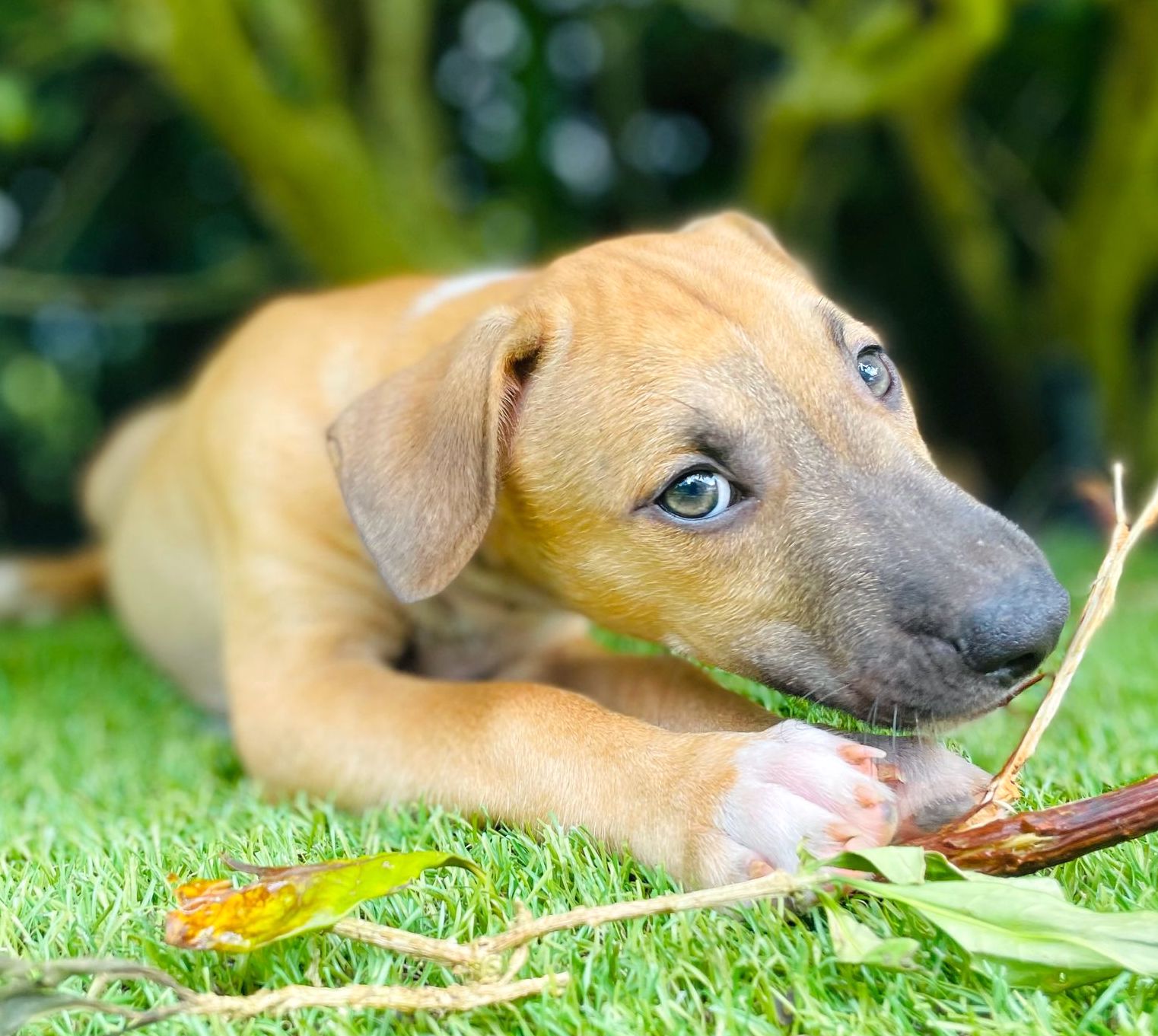 Pretty tan puppy chewing on a branch.