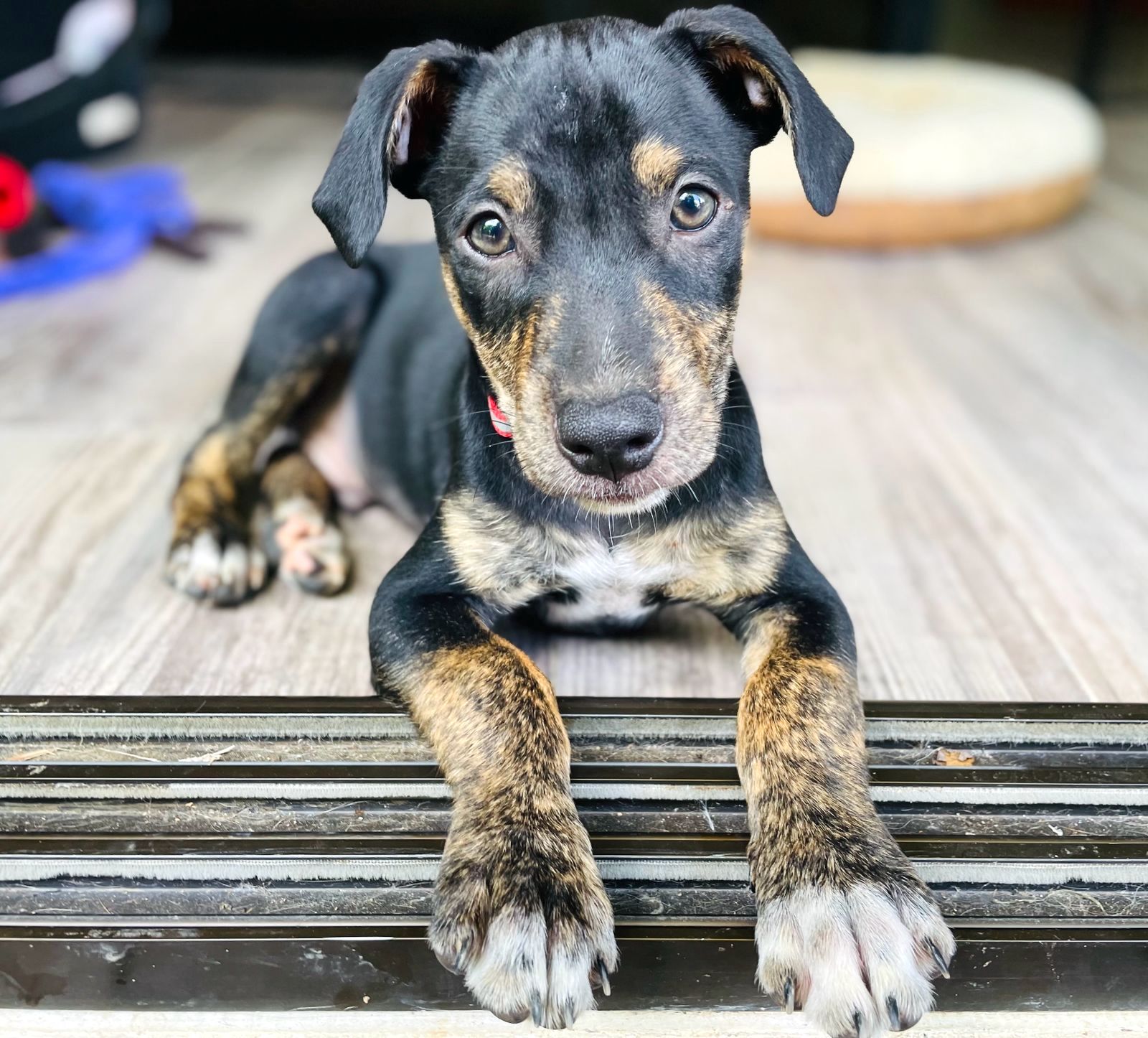 Adorable black and brown puppy.