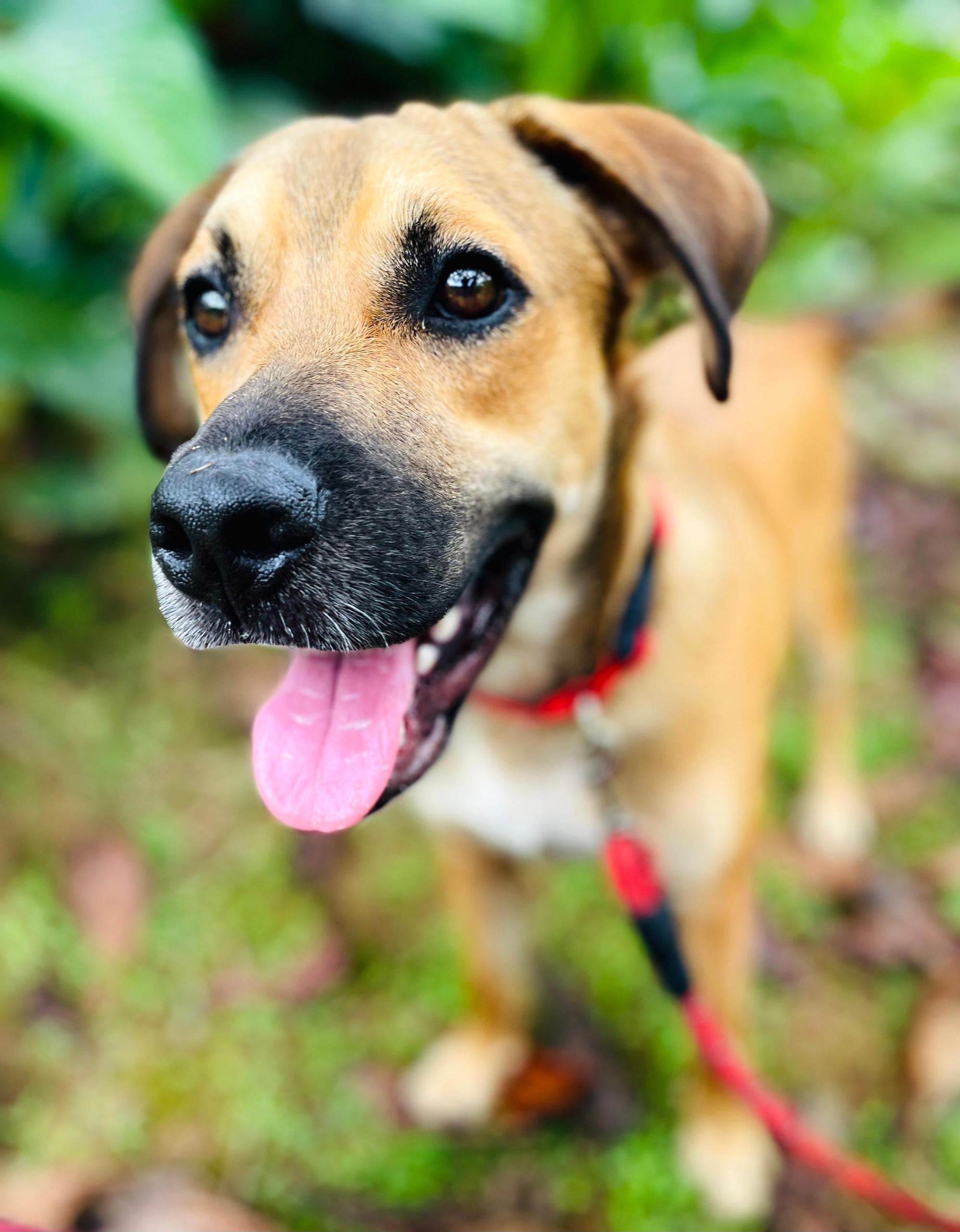 Brown dog with black nose