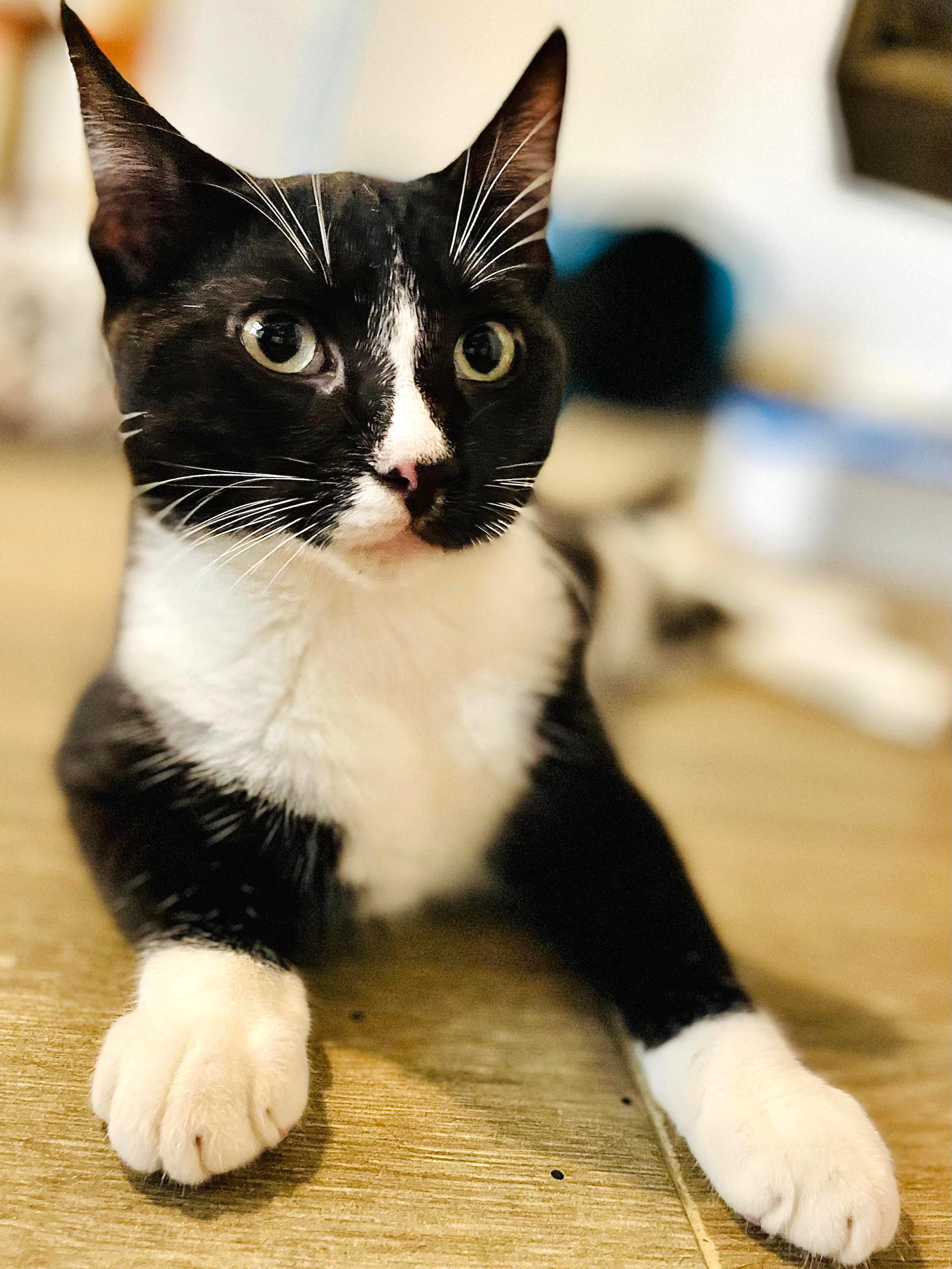 Black and white tuxedo cat