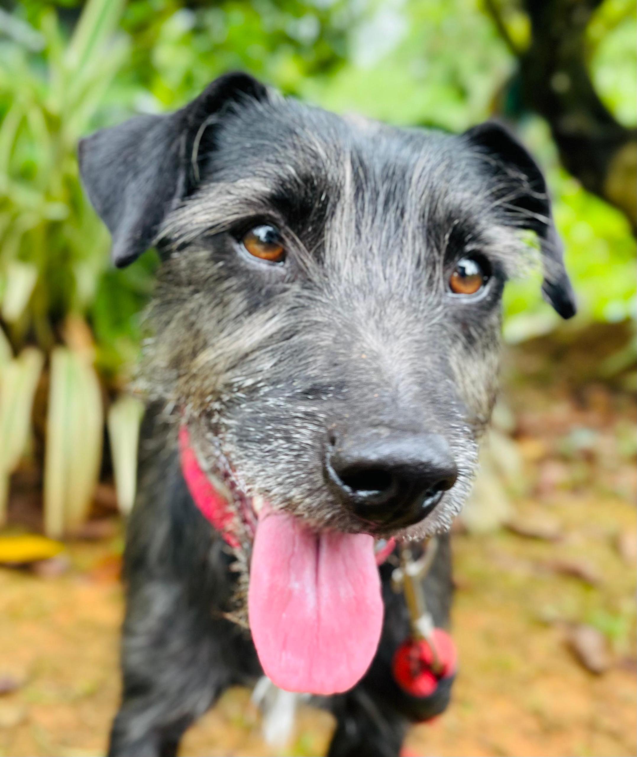 Cute black and grey fluffy dog