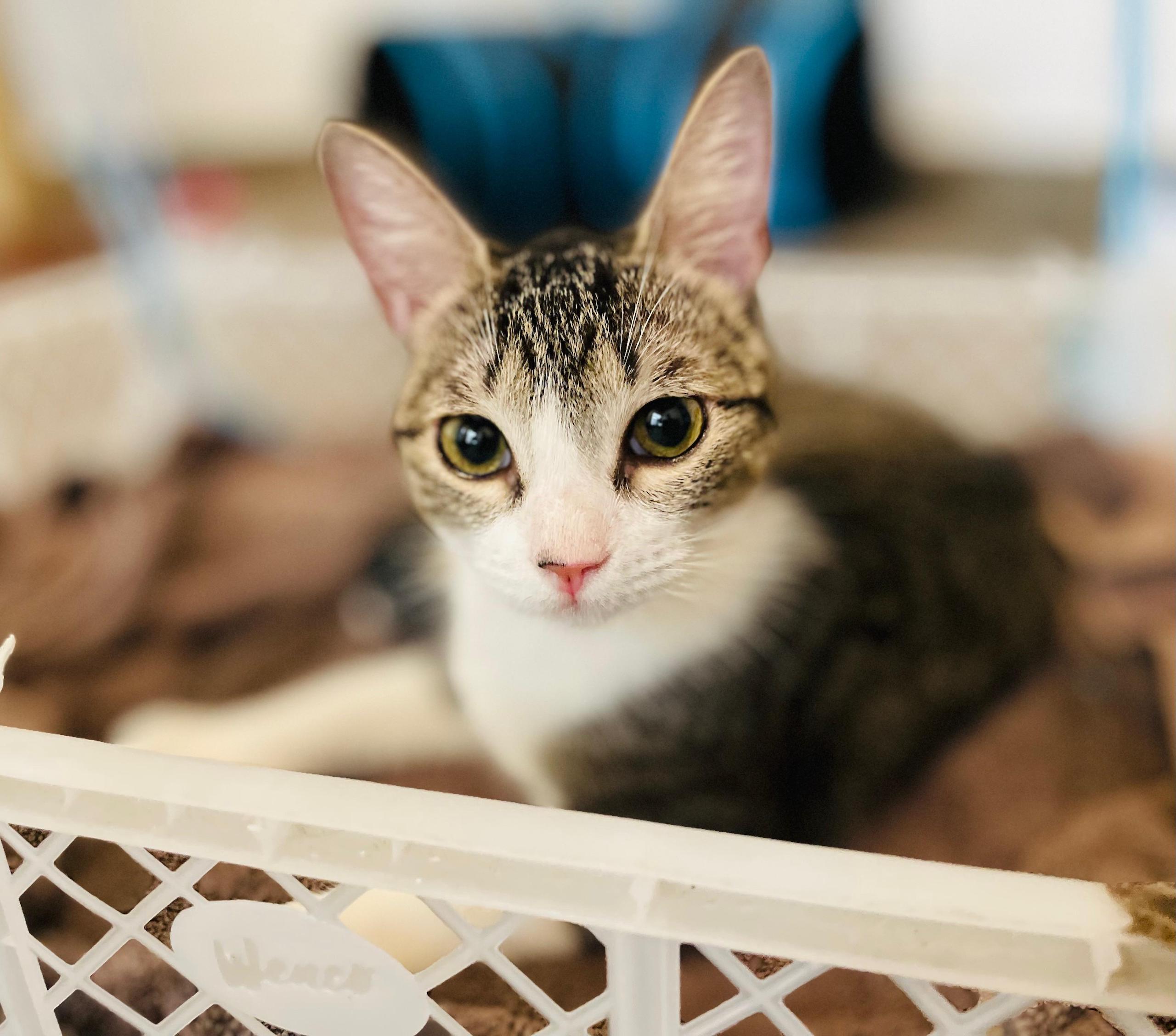 Adorable tabby with large ears