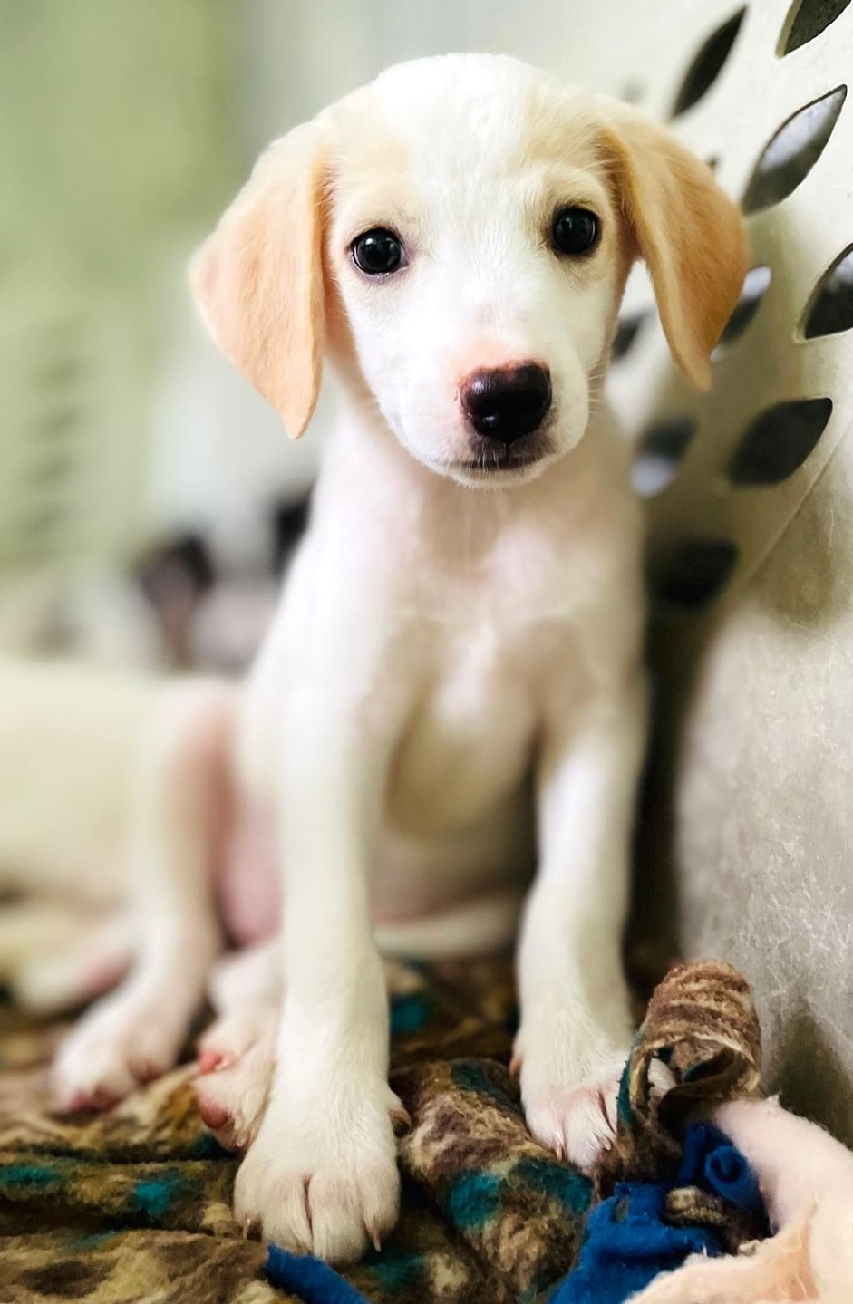 Adorable white and cream colored puppy.