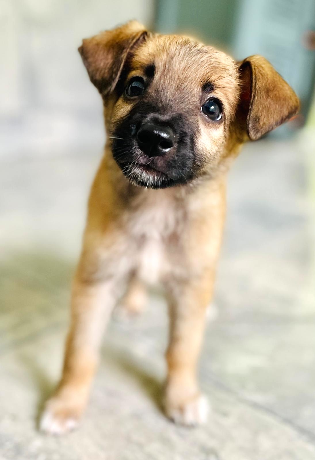 Tan puppy with dark nose