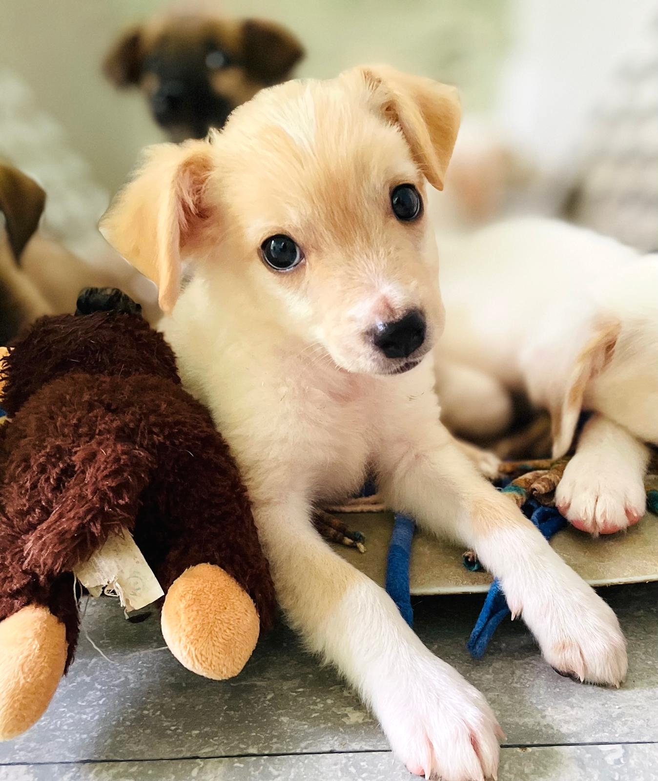 Beautiful, dainty cream-colored puppy.