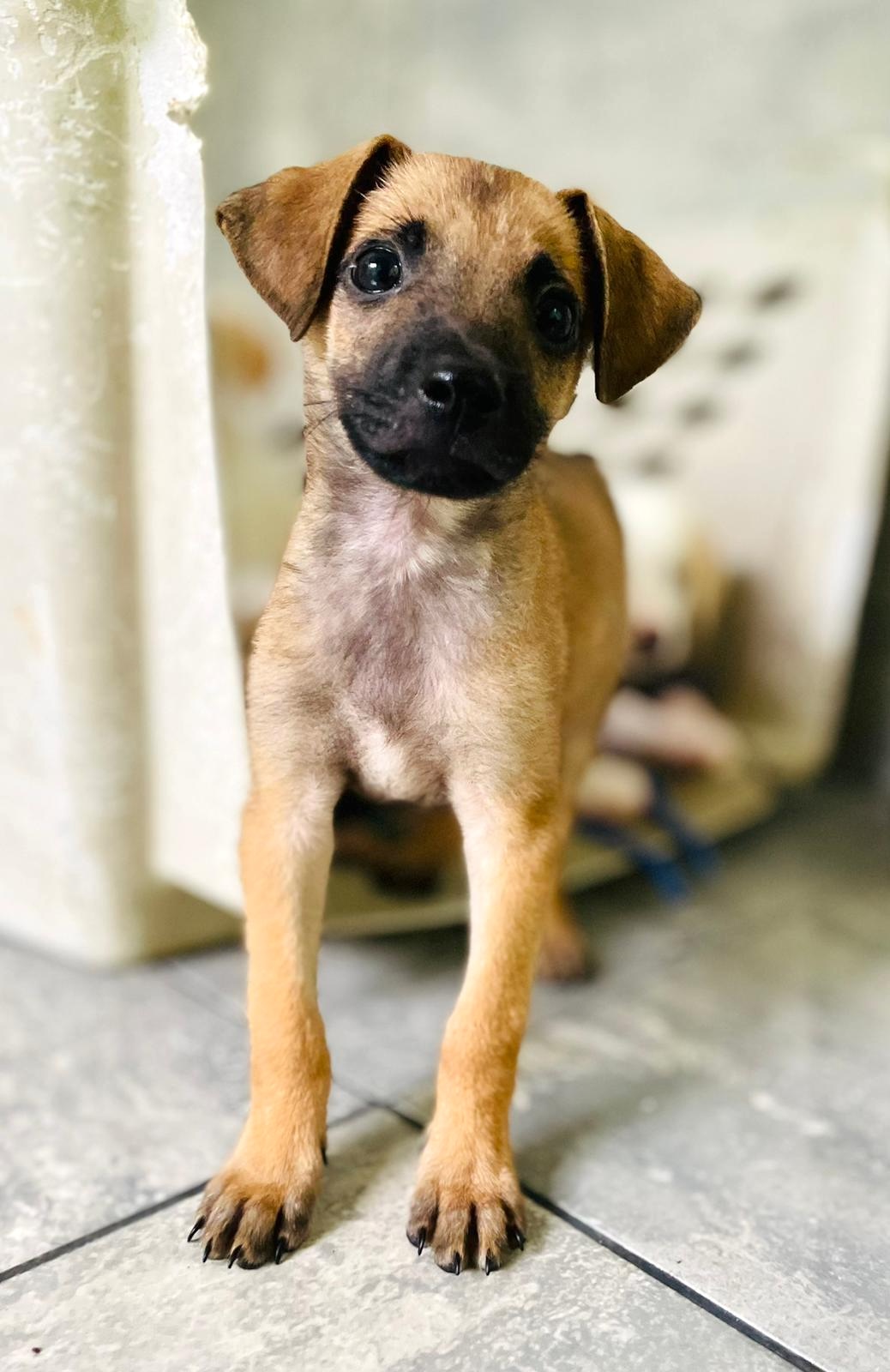 Tan puppy with dark spots.