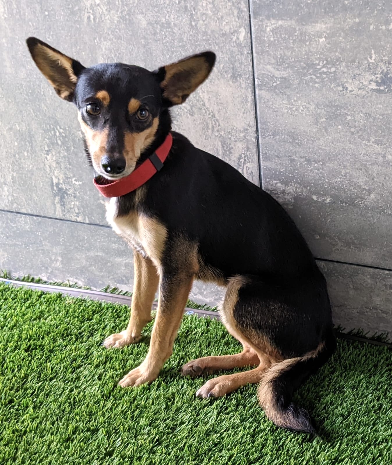 Sweet black and brown dog with lovely large ears.