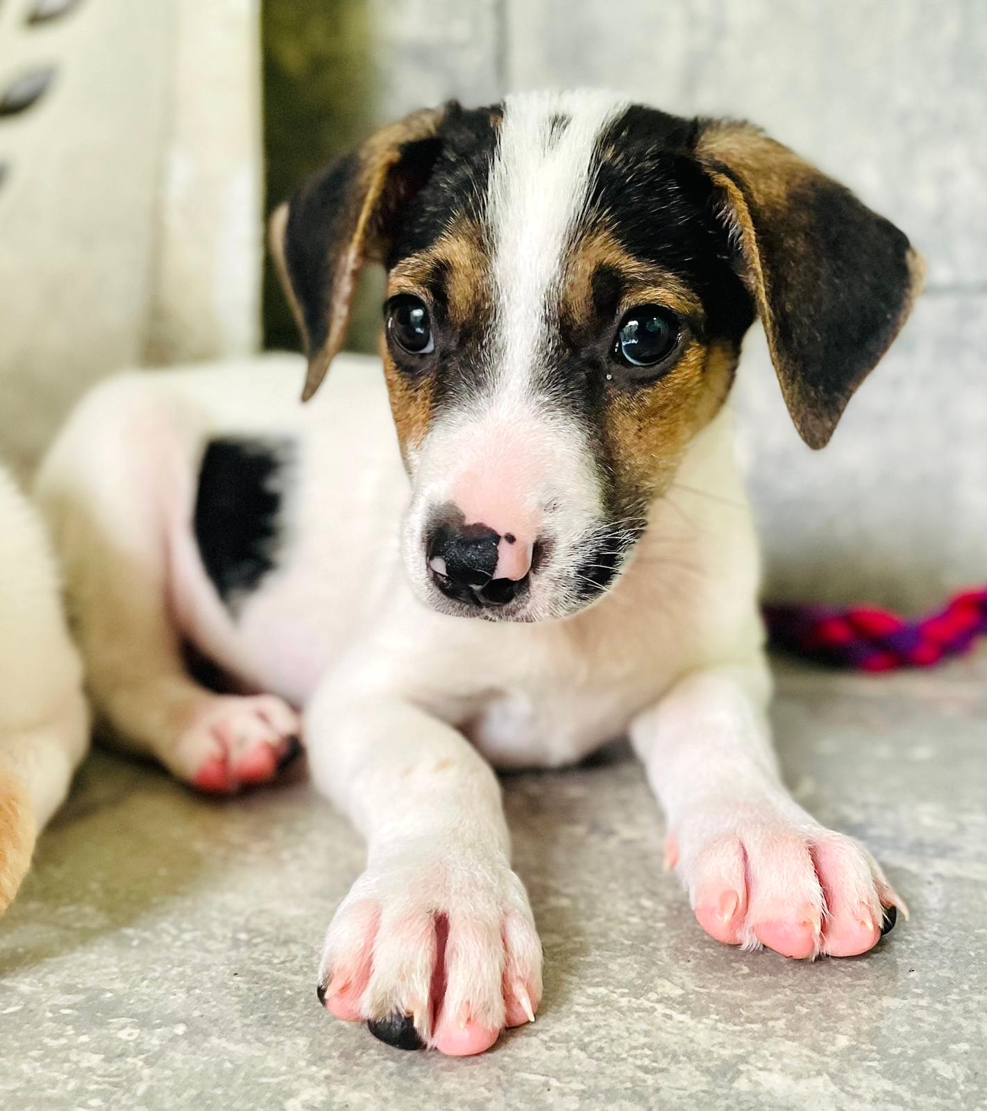 White puppy with black and brown patches.