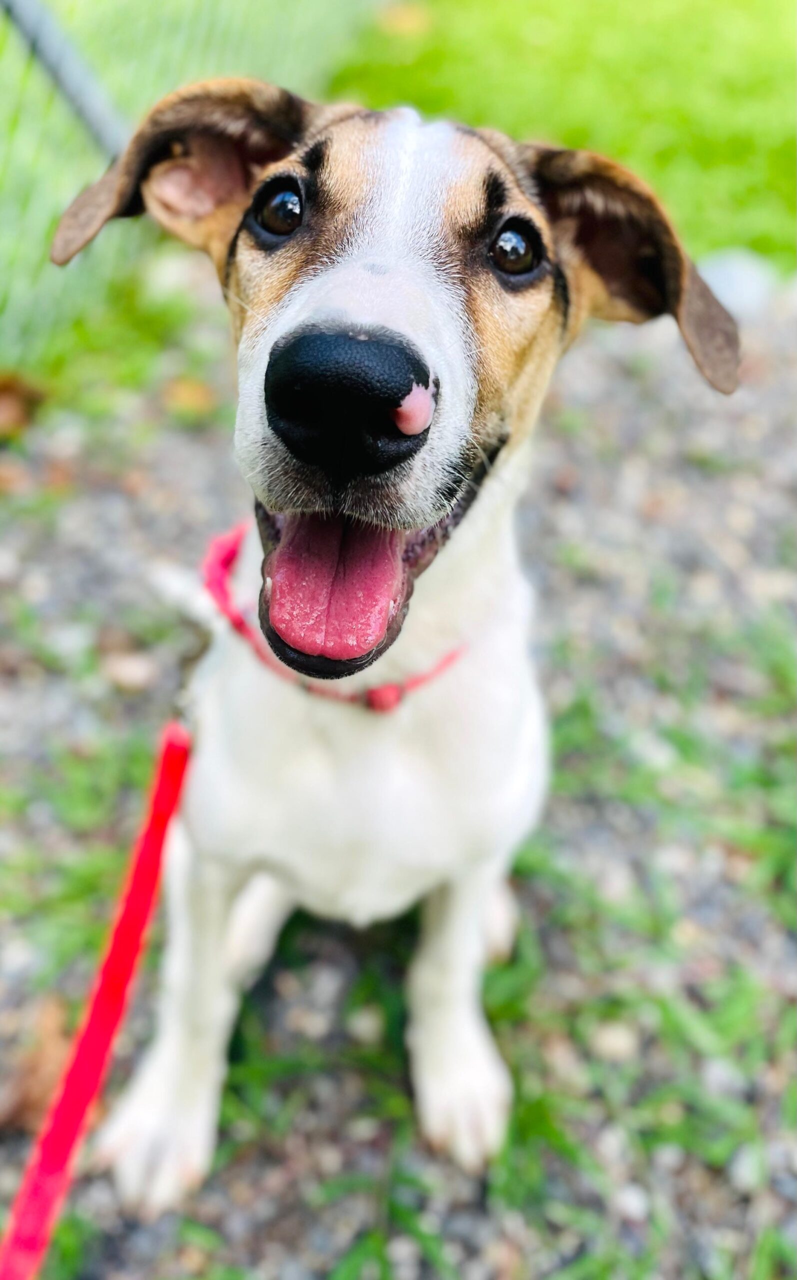 White dog with brown and black spots and a red leash