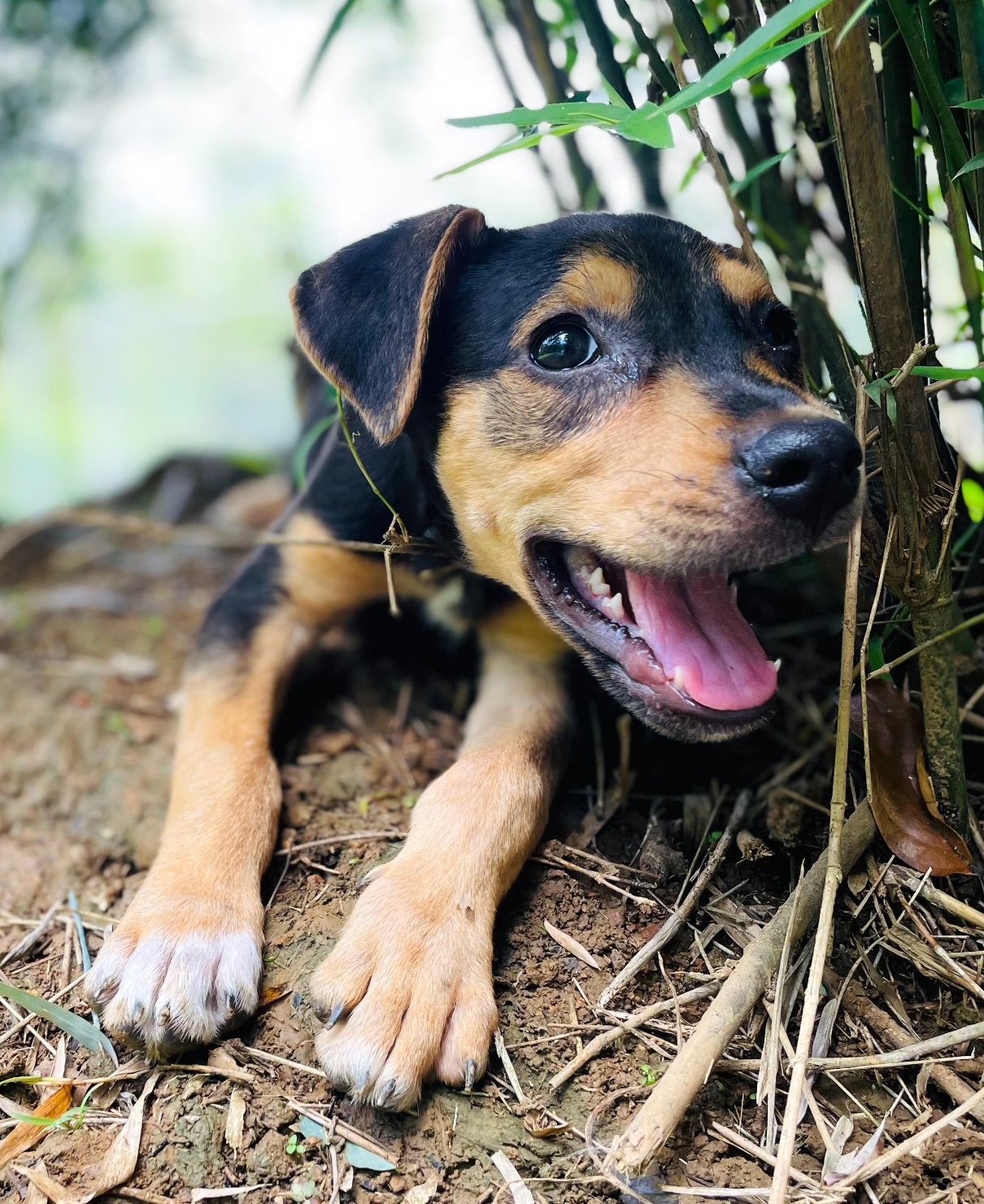 Black puppy with tan markings and borders on its ears.