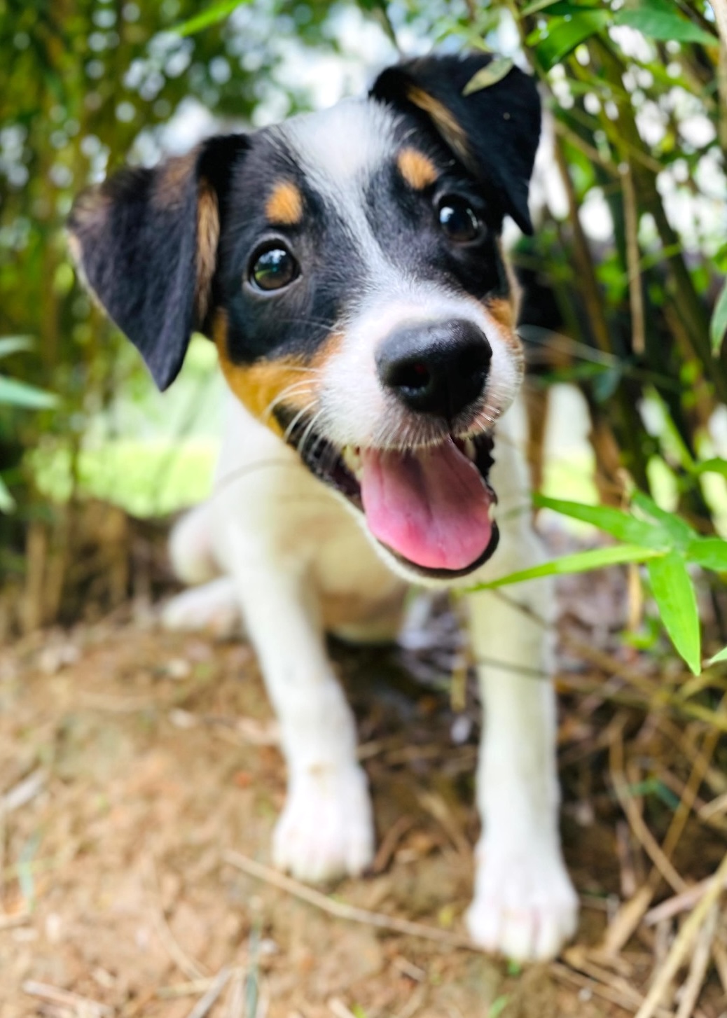 White puppy with black and tan coloration