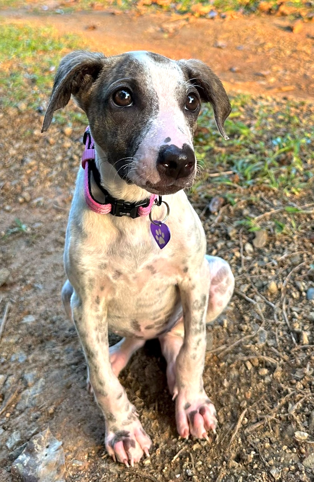 Sweet Aurora, a white dog with grey brindle markings.