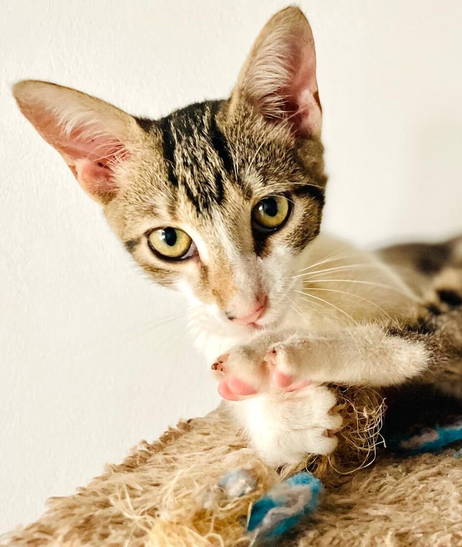 Pretty grey tabby with white chest looking into the camera.