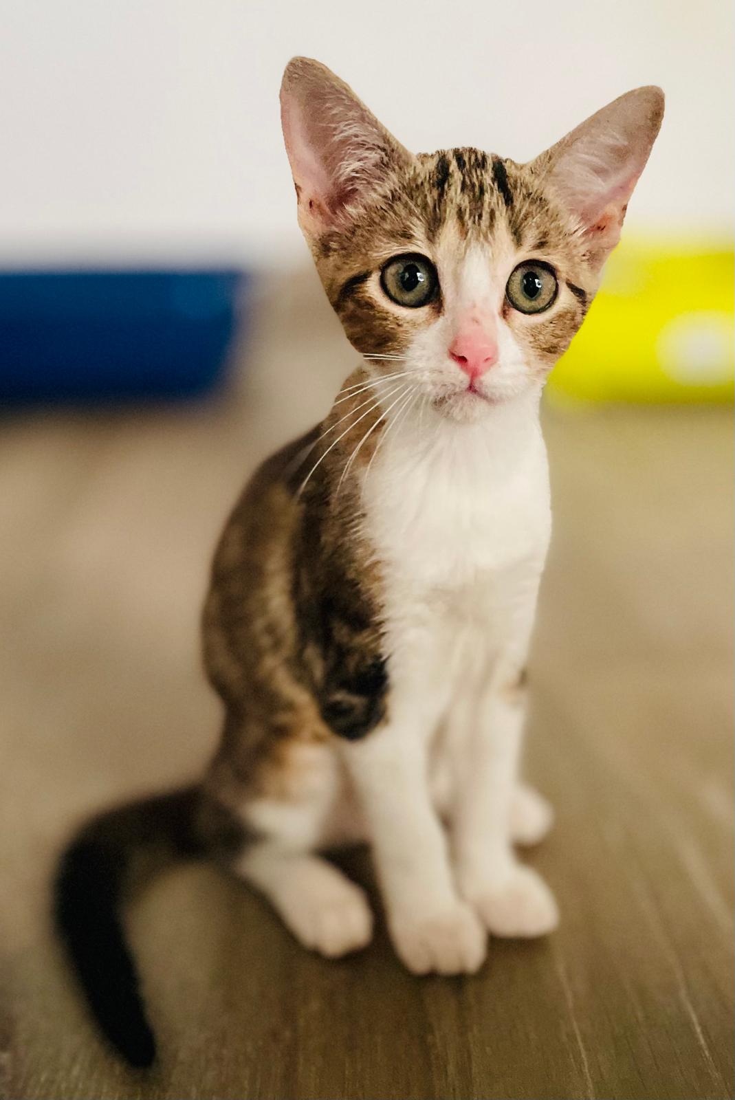 Beautiful tabby with white chest and legs and large eyes.