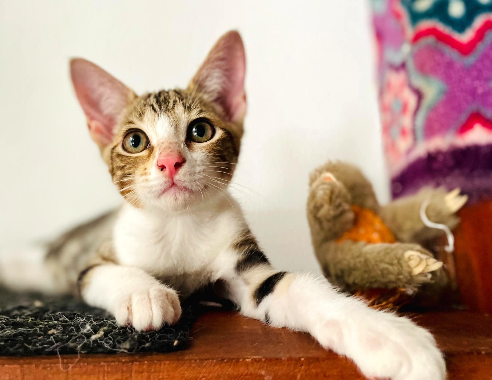 Pretty gray and white cat with pink nose.